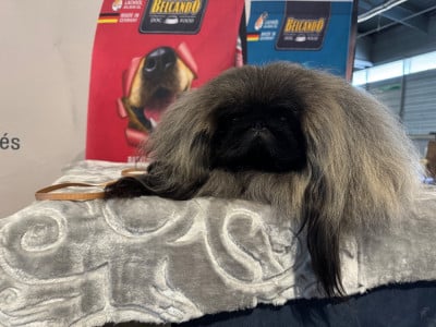 Étalon Pekinois - CH. dynasty stars Noble lucas