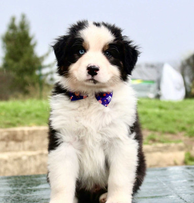 Étalon Berger Australien - Asgard Baldur Des Mille Et Une Pattounes