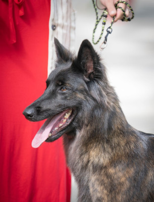 Étalon Berger hollandais - CH. Eymji Thémys