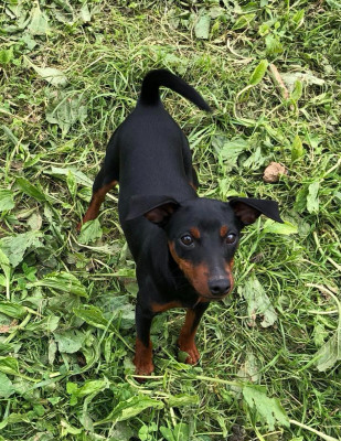 Étalon Pinscher nain - Ugo (Sans Affixe)