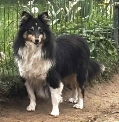 Étalon Shetland Sheepdog - Tatiana dit Tokyo de l'Angelarde