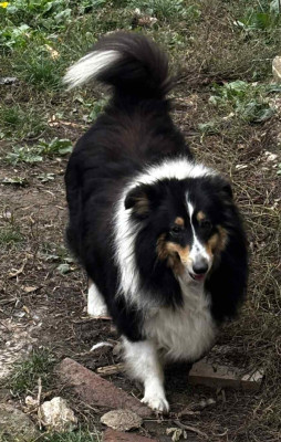 Étalon Shetland Sheepdog - Tatanka dit Taïya de l'Angelarde