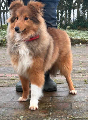 Étalon Shetland Sheepdog - Valko Des Comètes Du Verger