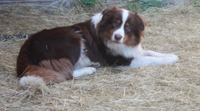 Étalon Berger Australien - UNIQUE RED LOVE DE LECLAIR DU DIAMANT de l'éclair du diamant