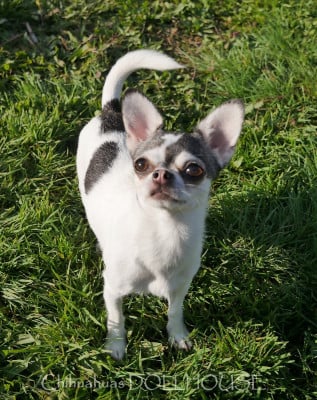 Étalon Chihuahua - Valeska (Sans Affixe)