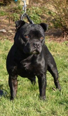 Étalon Staffordshire Bull Terrier - Mc performance Mix Master Mike