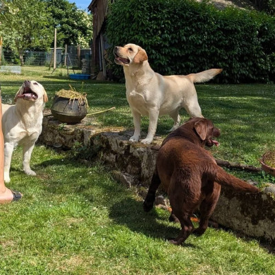 Étalon Labrador Retriever - Tamara de la tâche d'or