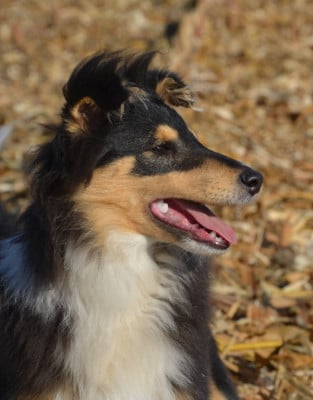 Étalon Shetland Sheepdog - Arès Des Louves Du Houtland