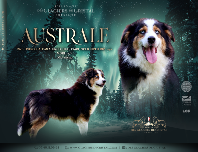 Étalon Berger Australien - Australe by lucky