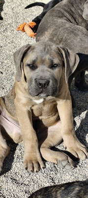 Étalon Cane Corso - Alcatraz des légendes de goliath des Légendes de Goliath