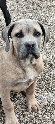 Étalon Cane Corso - Apocalypse des légendes de goliath des Légendes de Goliath
