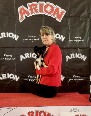 Étalon Chihuahua - Adario De La Plaine D'illiberis