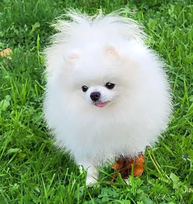 Étalon Spitz allemand - Uber D'Arlande