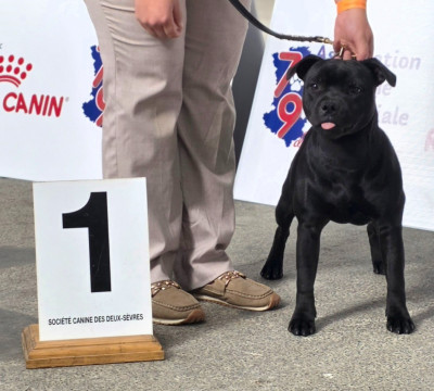 Étalon Staffordshire Bull Terrier - Annunaki of the storm Du Domaine Des Juraires