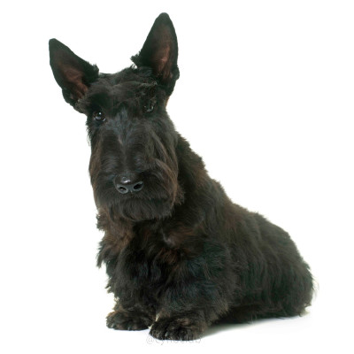 Étalon Scottish Terrier - Pretty-woman Des roches de vouise