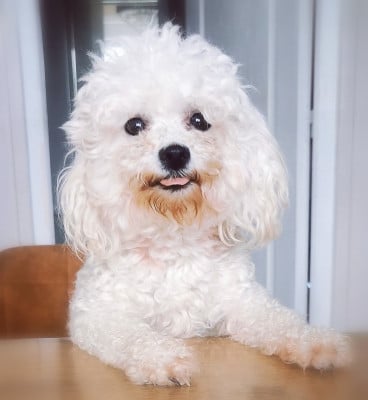 Étalon Bichon Frise - Shiva Des Oursons De Naty