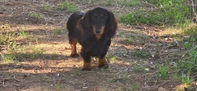 Étalon Teckel poil long - Salsa des Terres des Forges