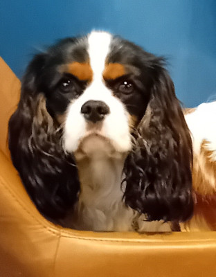 Étalon Cavalier King Charles Spaniel - valentino 46 Du Petit Monde De Brigalane