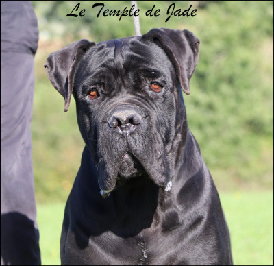 Étalon Cane Corso - King Aquiles preciousguardian of land