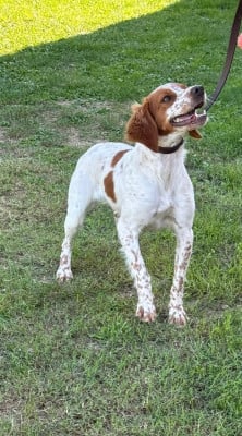 Étalon Epagneul Breton - Volta De La Pointe De Roumagnac