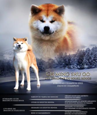 Étalon Akita - O'ming Shu Go Des dragons du soleil rouge