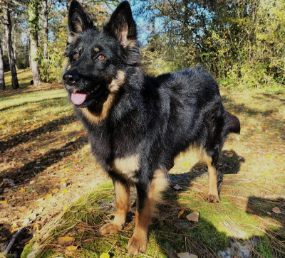 Étalon Berger de boheme - Fialka Sibelle pod vserubskou skalou