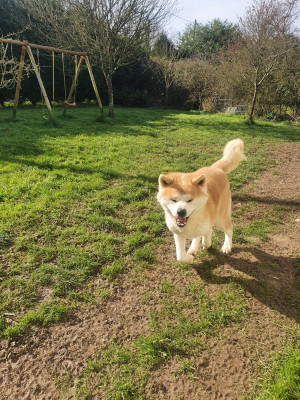 Étalon Akita - taichimaru go (Sans Affixe)