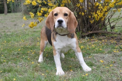 Étalon Beagle - Sally De la vallee des trappeurs