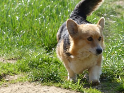 Étalon Welsh Corgi Pembroke - Razia des Terres des Forges