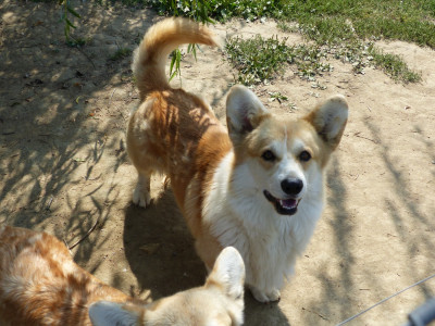Étalon Welsh Corgi Pembroke - Futura Nostro black magic