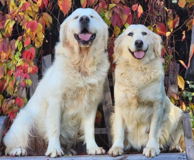 Étalon Golden Retriever - Total eclipe of the heart dite Tyler des Anges de la Claie
