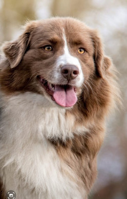 Étalon Berger Australien - Oana Des Reves d'Akuna