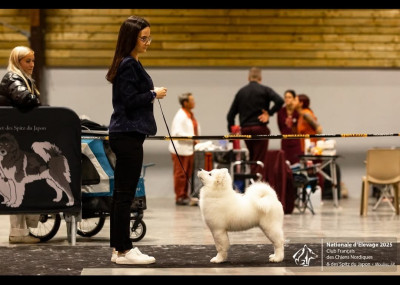 Étalon Samoyède - Astral Mist Swirls Of Light