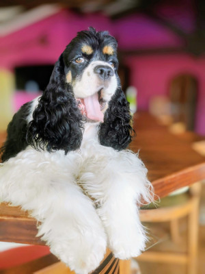 Étalon American Cocker Spaniel - Sunset Lover Vigie Du clos des abysses de provence