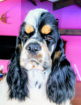 Étalon American Cocker Spaniel - Socrate Madinina Of Anamericha Color Dream's