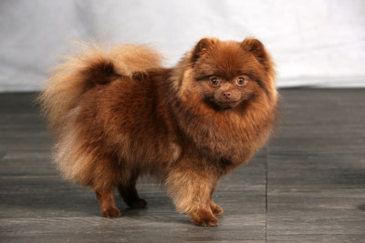 Étalon Spitz allemand - Utopie alferana