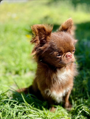 Étalon Chihuahua - POSTKIPTUM simvol zhelaniya