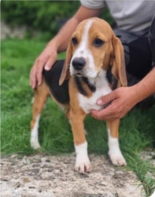 Étalon Beagle - Angelo De La Côte Chantreux
