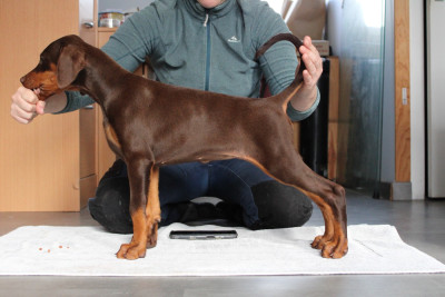 Étalon Dobermann - Aiwcho Des Anges Du Mont D'or