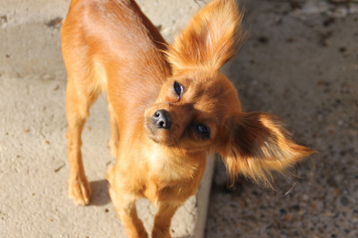 Étalon Russkiy Toy (Petit Chien Russe) - Vaïna De la Nouknoukerie