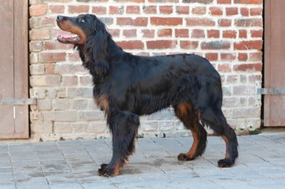 Étalon Setter Gordon - Upsa Du Domaine De Loumatpau