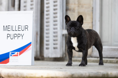 Étalon Bouledogue français - VICKING LE DIVIN Du Manoir Mondain