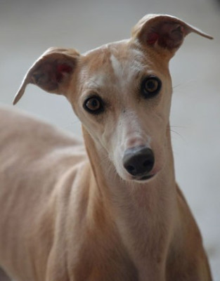 Étalon Whippet - Phantaisie des Sélénides