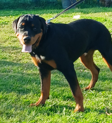 Étalon Rottweiler - Azzurro de l'Empreinte d'Osiris