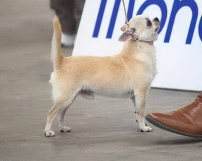 CH. shah arpilin Helios