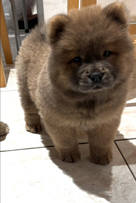 Étalon Chow Chow - A'Mya Du Domaine Des Grosses Papattes