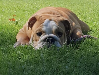 Étalon Bulldog Anglais - Tark Bull Tea for two