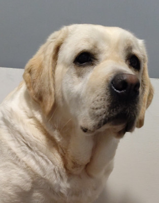 Étalon Labrador Retriever - TINA du verger de la placette