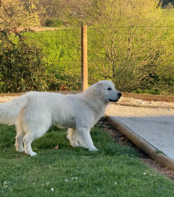 Étalon Golden Retriever - VERITABLE APOLLON Des Puppys Goldens Love