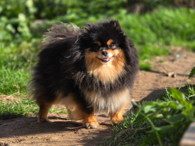 Étalon Spitz allemand - SHARONA dit "SISKA" (Sans Affixe)